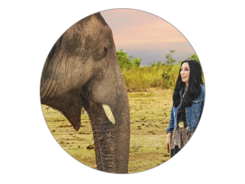 Elephant with Cher
